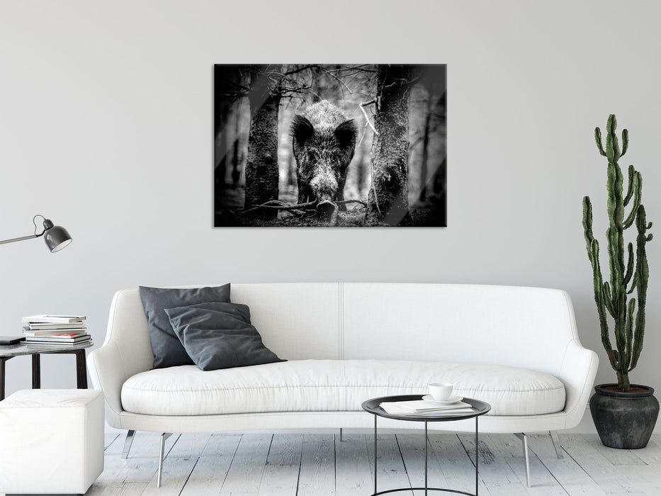 Nahaufnahme Wildschwein im Wald, Monochrome, Glasbild