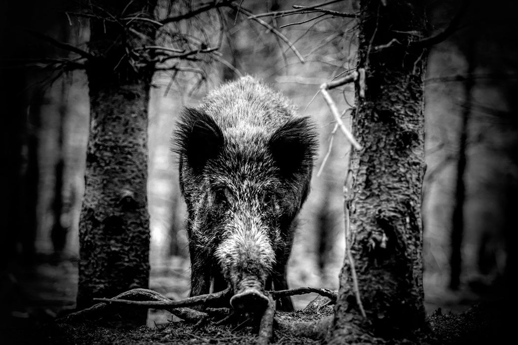 Nahaufnahme Wildschwein im Wald, Monochrome, Glasbild