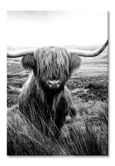 Highland Rind mit großen Hörnern Steppe, Monochrome, Glasbild