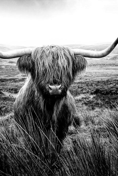 Highland Rind mit großen Hörnern Steppe, Monochrome, Glasbild