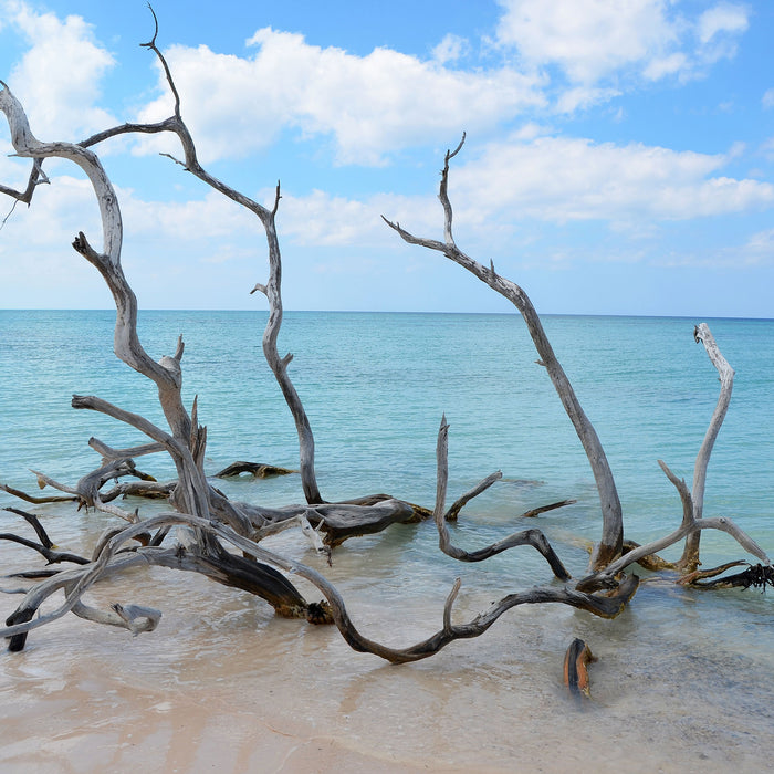 Strand mit Treibholz in Kuba, Glasbild Quadratisch