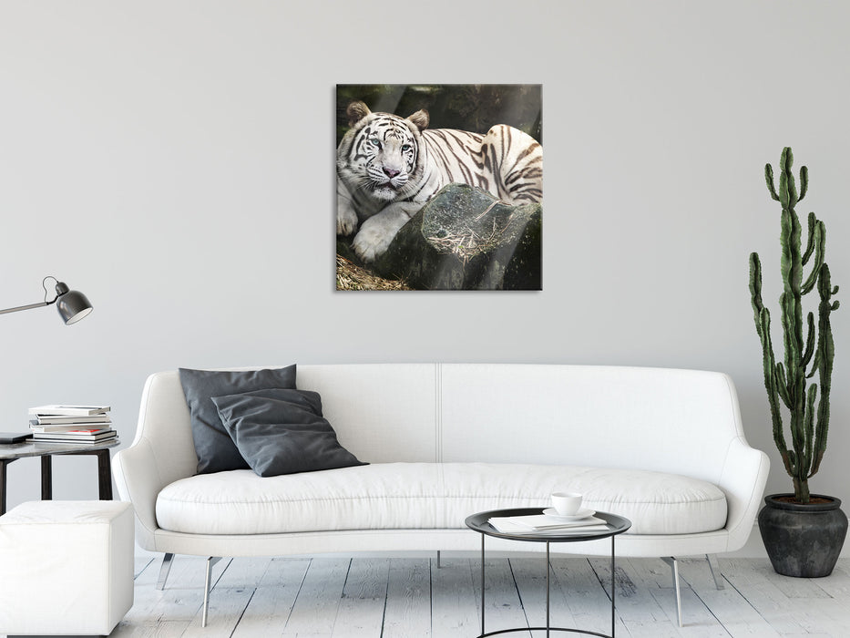 Stolzer weisser Tiger, Glasbild Quadratisch