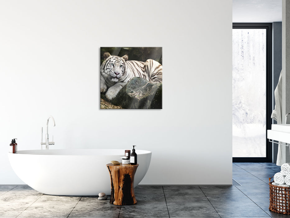 Stolzer weisser Tiger, Glasbild Quadratisch