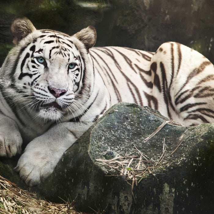 Stolzer weisser Tiger, Glasbild Quadratisch