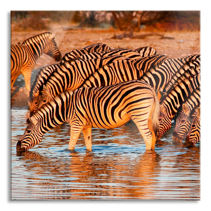 Pixxprint Zebraherde an Wasserloch, Glasbild Quadratisch