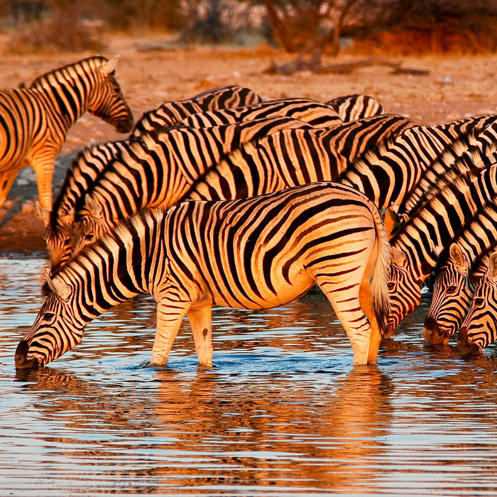 Zebraherde an Wasserloch, Glasbild Quadratisch