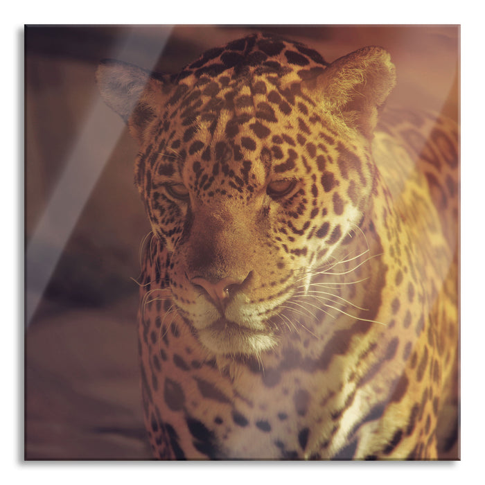 Pixxprint Anmutiger Leopard, Glasbild Quadratisch