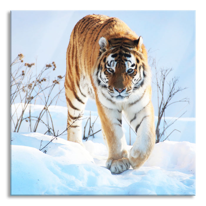 Pixxprint Stolzer Tiger im Schnee, Glasbild Quadratisch