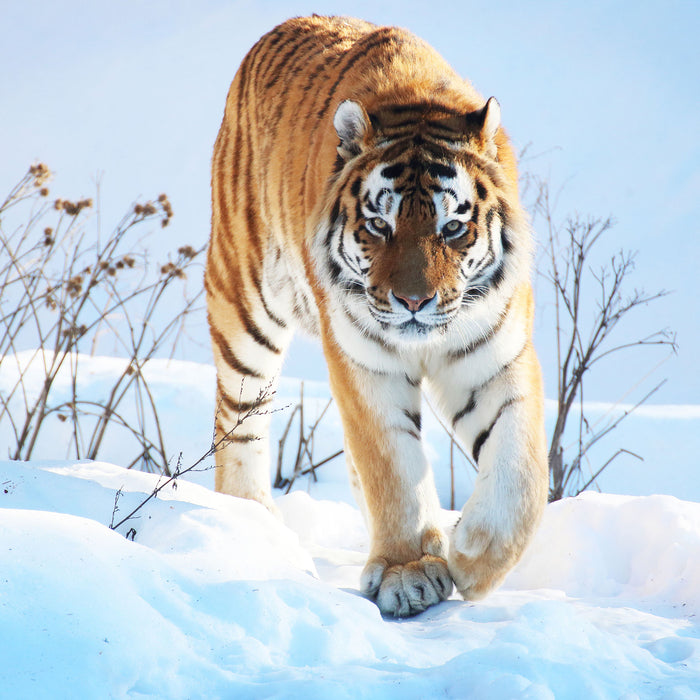 Stolzer Tiger im Schnee, Glasbild Quadratisch