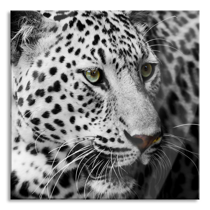 Pixxprint Stolzer Leopard, Glasbild Quadratisch