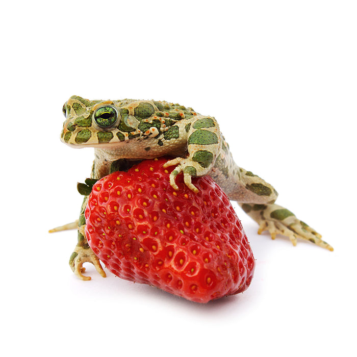 Kleiner Frosch sitzt auf Erdbeere, Glasbild Quadratisch