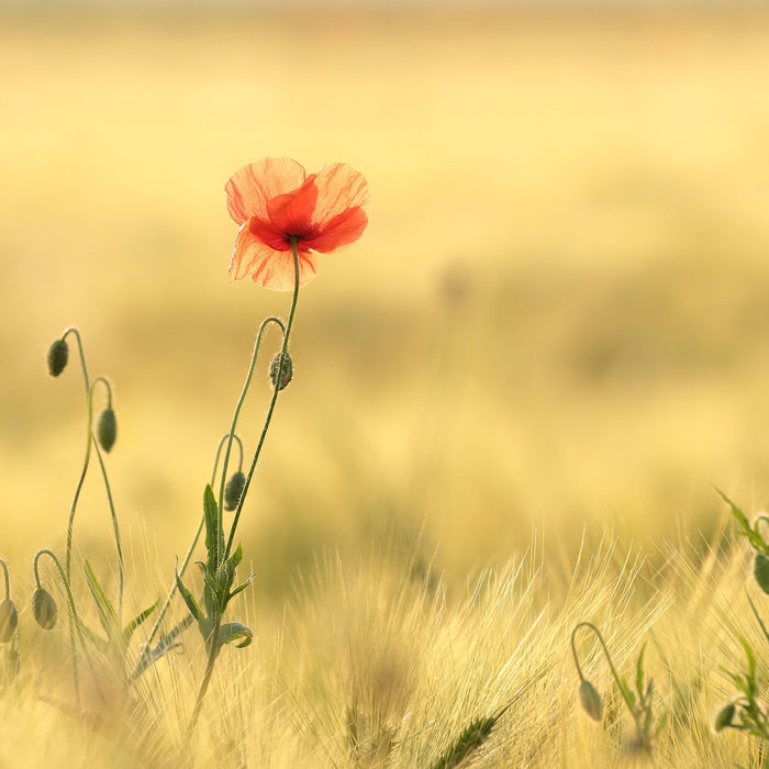 Wunderschöne Mohnblume im Feld, Glasbild Quadratisch