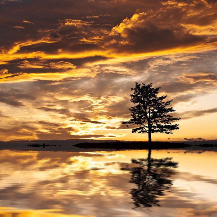 Einsamer Baum auf Insel, Glasbild Quadratisch