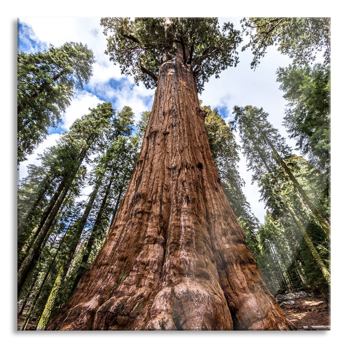 Pixxprint Baum im Regenwald, Glasbild Quadratisch