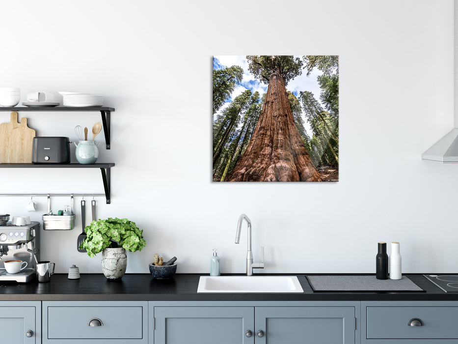 Baum im Regenwald, Glasbild Quadratisch