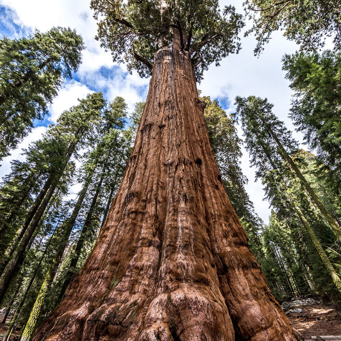 Baum im Regenwald, Glasbild Quadratisch