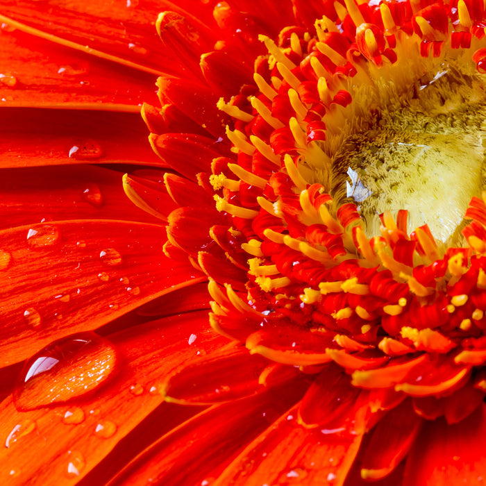 Wunderschöne Gerberablüte, Glasbild Quadratisch