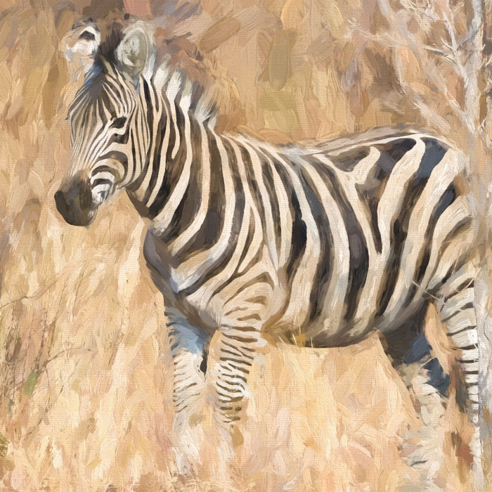 Anmutiges Zebra in Savanne, Glasbild Quadratisch