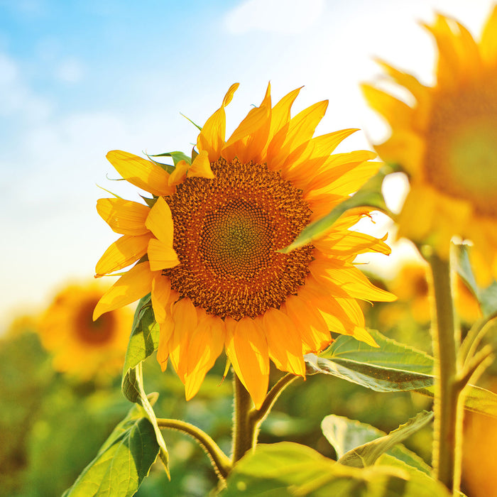 Strahlendes Sonnenblumenfeld, Glasbild Quadratisch