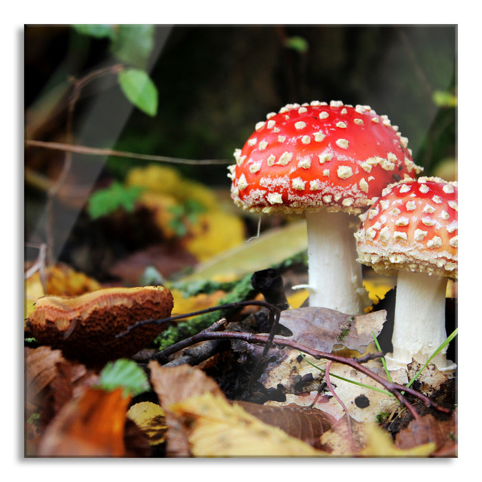 Pixxprint Pilz im Wald, Glasbild Quadratisch