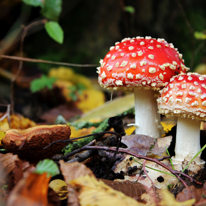 Pilz im Wald, Glasbild Quadratisch