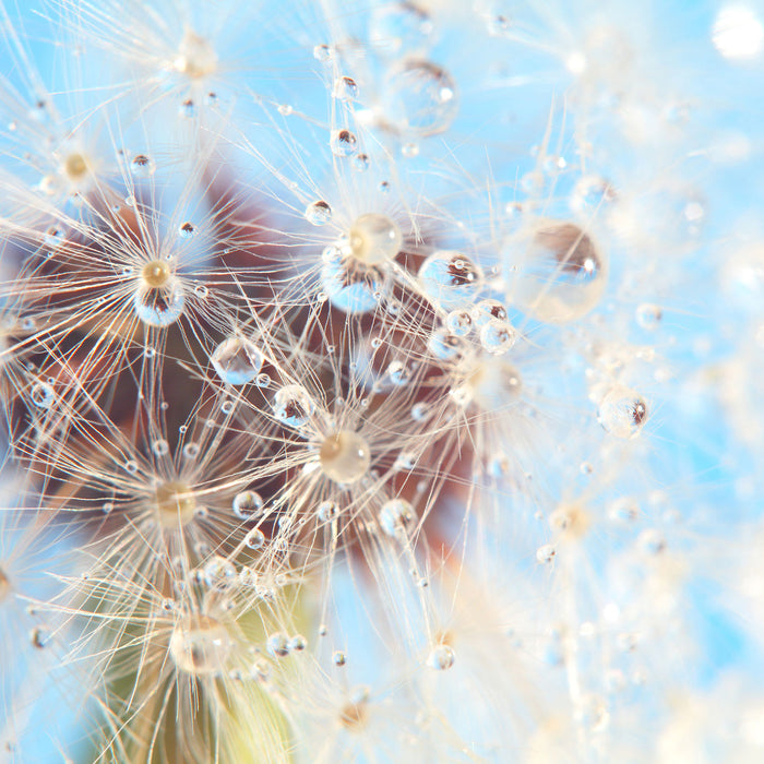 Tropfen an Pusteblume Nahaufnahme, Glasbild Quadratisch