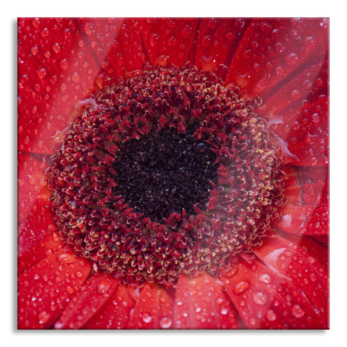 Pixxprint Wassertropfen auf roter Blüte, Glasbild Quadratisch