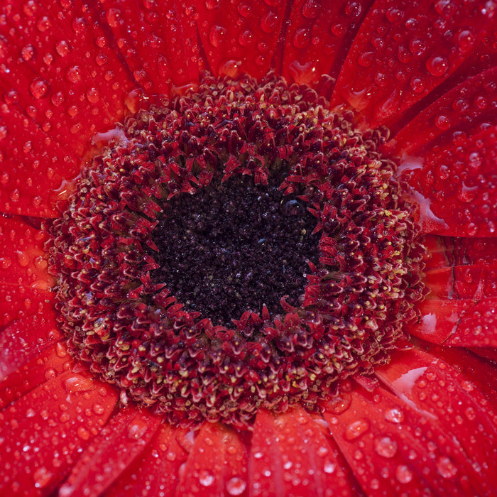 Wassertropfen auf roter Blüte, Glasbild Quadratisch