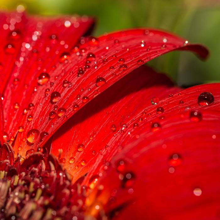 Tautropfen auf roter Blume, Glasbild Quadratisch