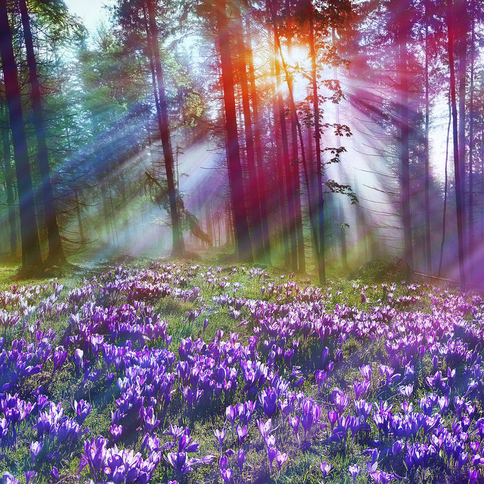 Krokusse im Wald, Glasbild Quadratisch