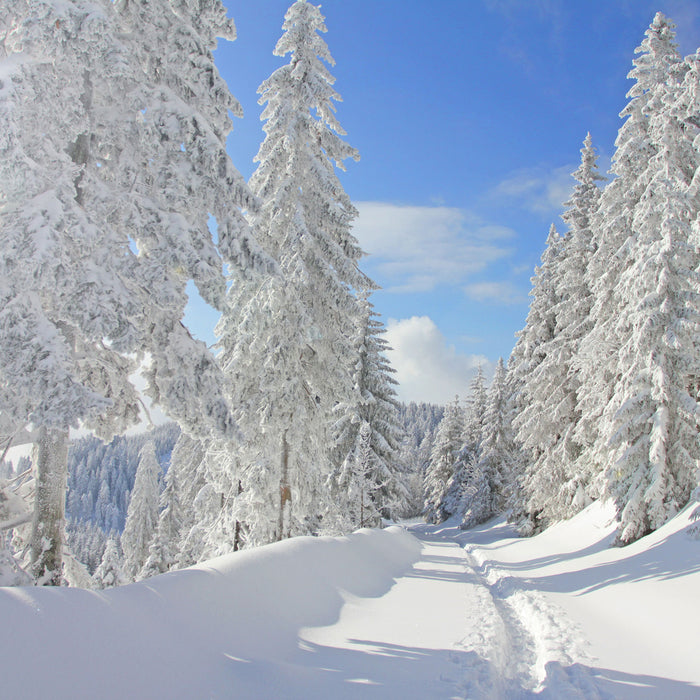 Winterlandschaft Bäume, Glasbild Quadratisch