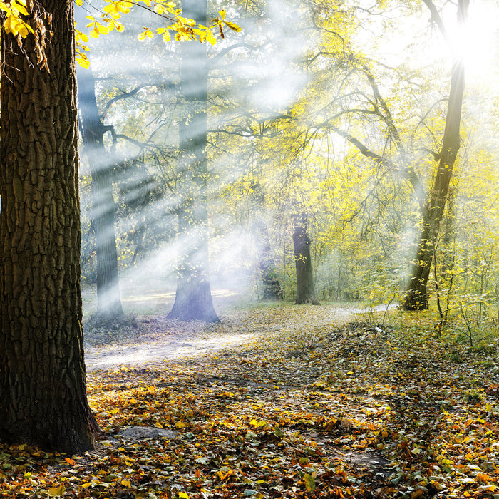 Sonnenstrahlen im Wald, Glasbild Quadratisch