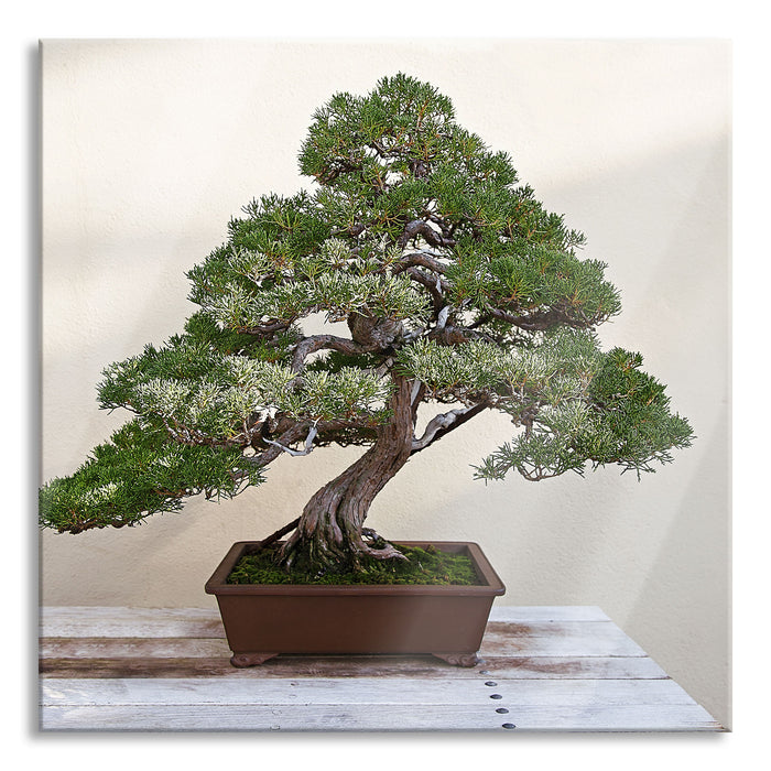 Pixxprint Bonsai Baum, Glasbild Quadratisch