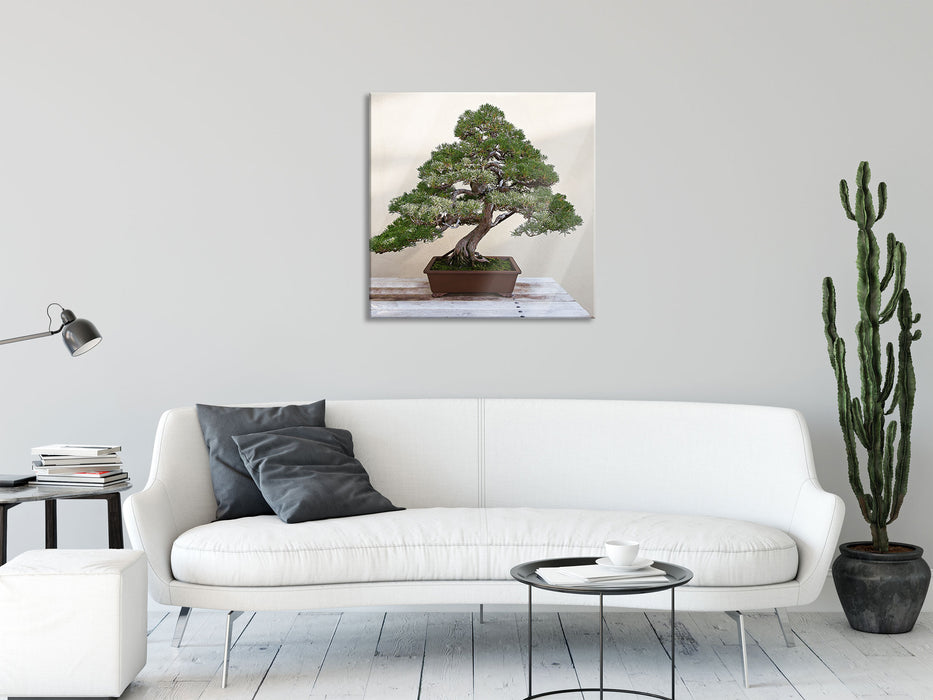 Bonsai Baum, Glasbild Quadratisch