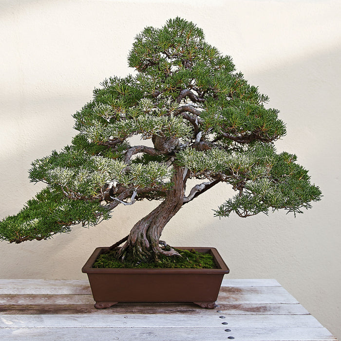 Bonsai Baum, Glasbild Quadratisch