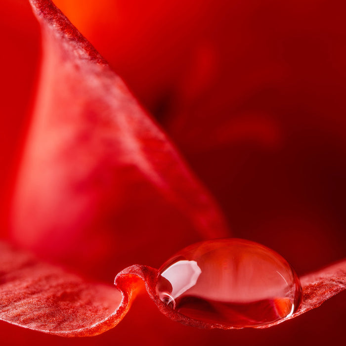 Tropfen auf Blüte Nahaufnahme, Glasbild Quadratisch