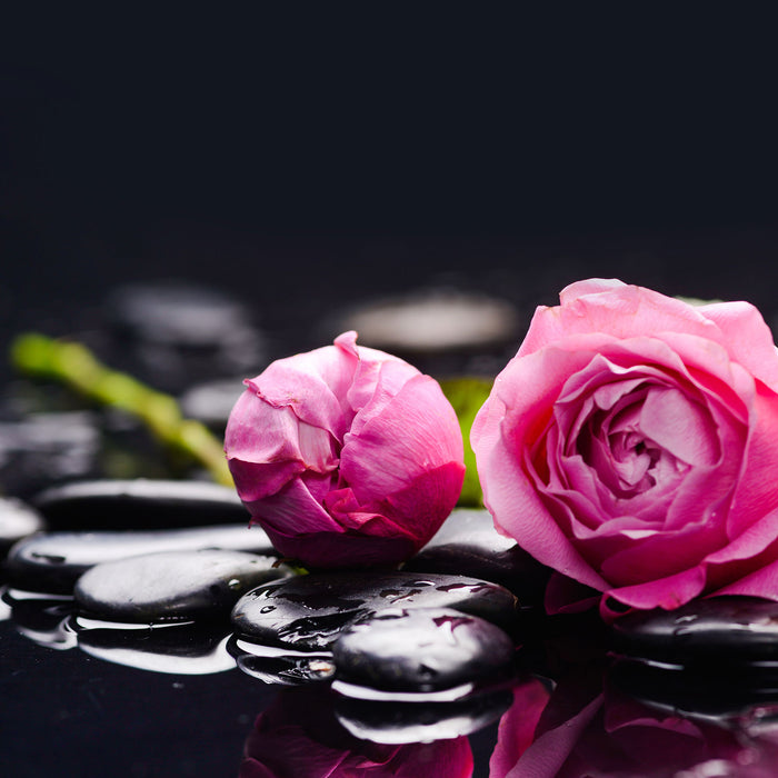 Rosa Rosenblüte Hintergrund, Glasbild Quadratisch
