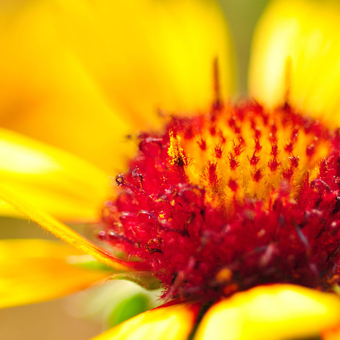 Blüte Nahaufnahme, Glasbild Quadratisch