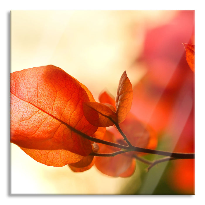 Pixxprint Sonnenstrahlen im Herbst, Glasbild Quadratisch