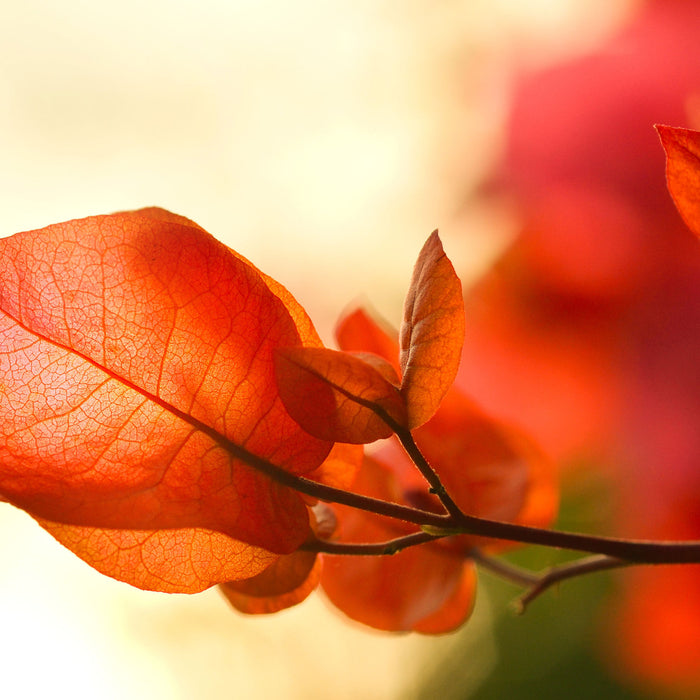 Sonnenstrahlen im Herbst, Glasbild Quadratisch