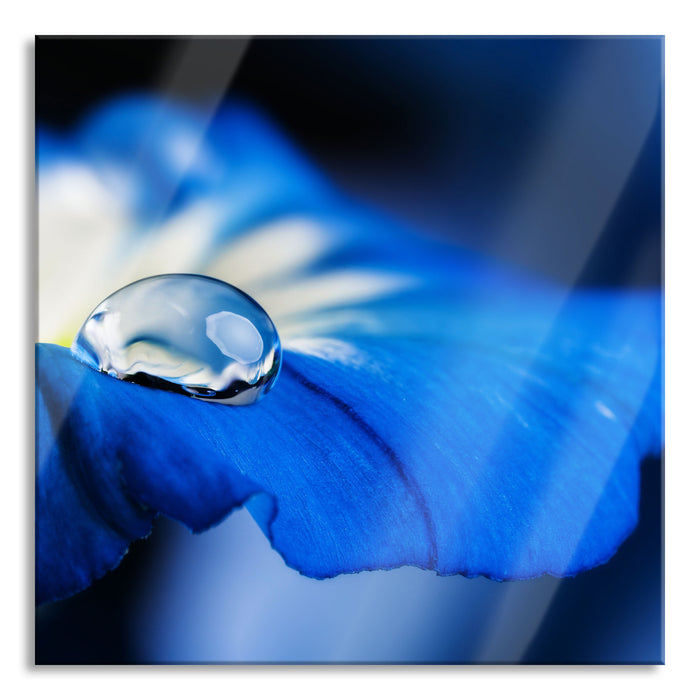 Pixxprint Wassertropfen auf blauer Blüte, Glasbild Quadratisch