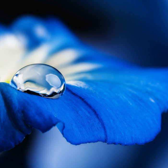 Wassertropfen auf blauer Blüte, Glasbild Quadratisch