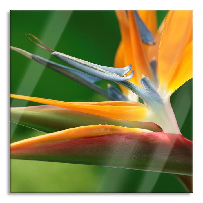 Pixxprint Tropische Blume, Glasbild Quadratisch