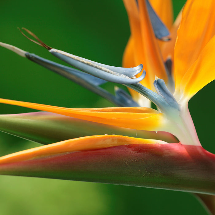 Tropische Blume, Glasbild Quadratisch