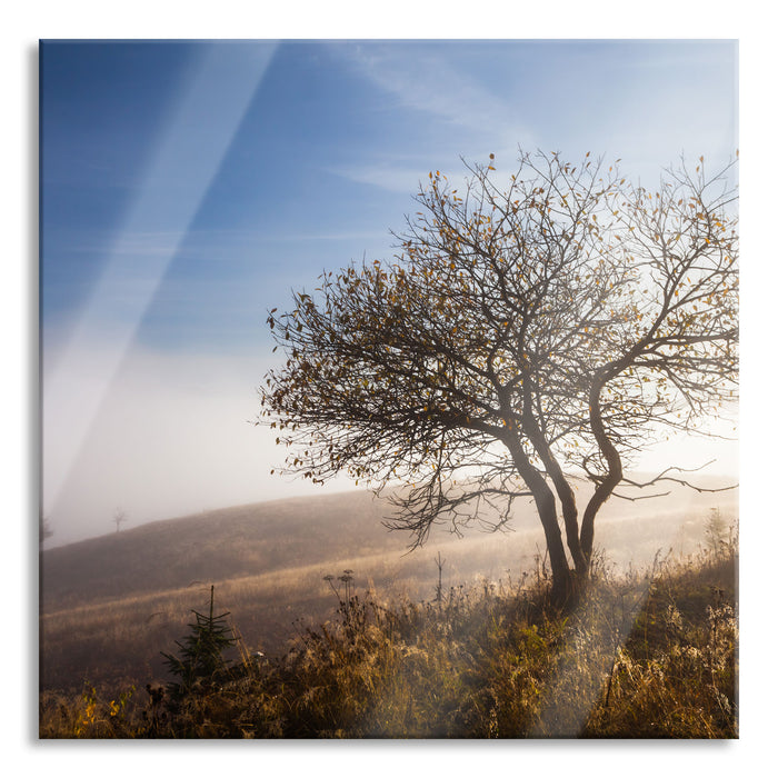 Pixxprint Baum im hohen Gras, Glasbild Quadratisch