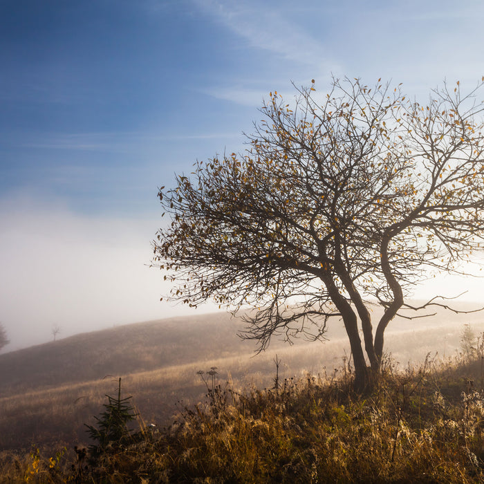 Baum im hohen Gras, Glasbild Quadratisch