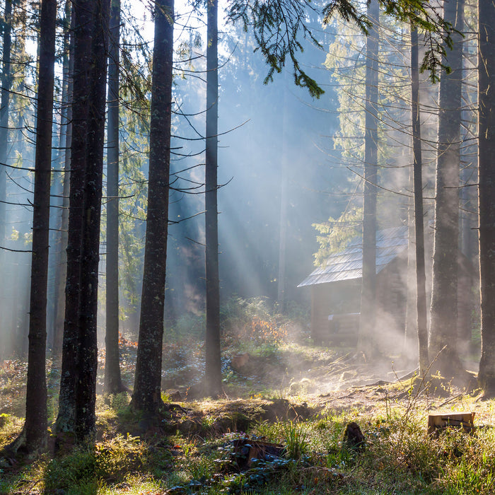 Sonnenstrahlen im Wald, Glasbild Quadratisch