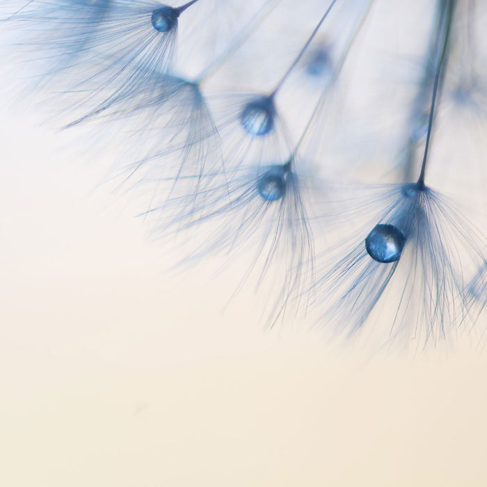 Pusteblume Nahaufnahme, Glasbild Quadratisch