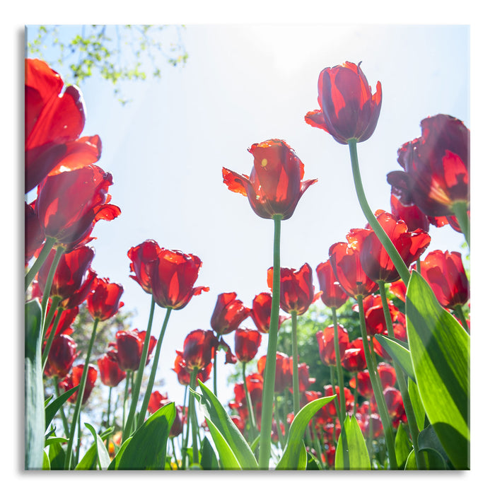 Pixxprint Tulpenfeld, Glasbild Quadratisch