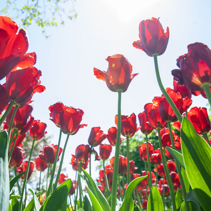 Tulpenfeld, Glasbild Quadratisch